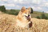 CHIEN FINNOIS DE LAPONIE 080